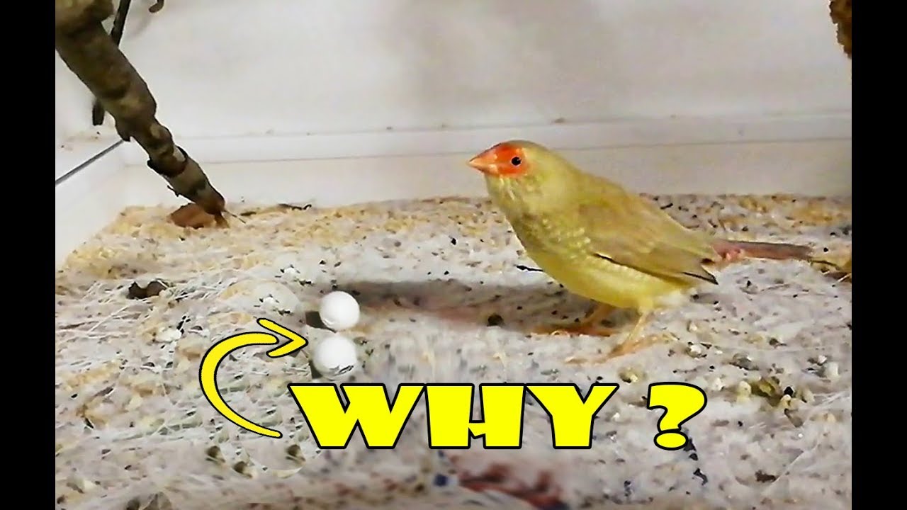 The First Finch Eggs and Quail Eggs, The Bird Gallery - YouTube