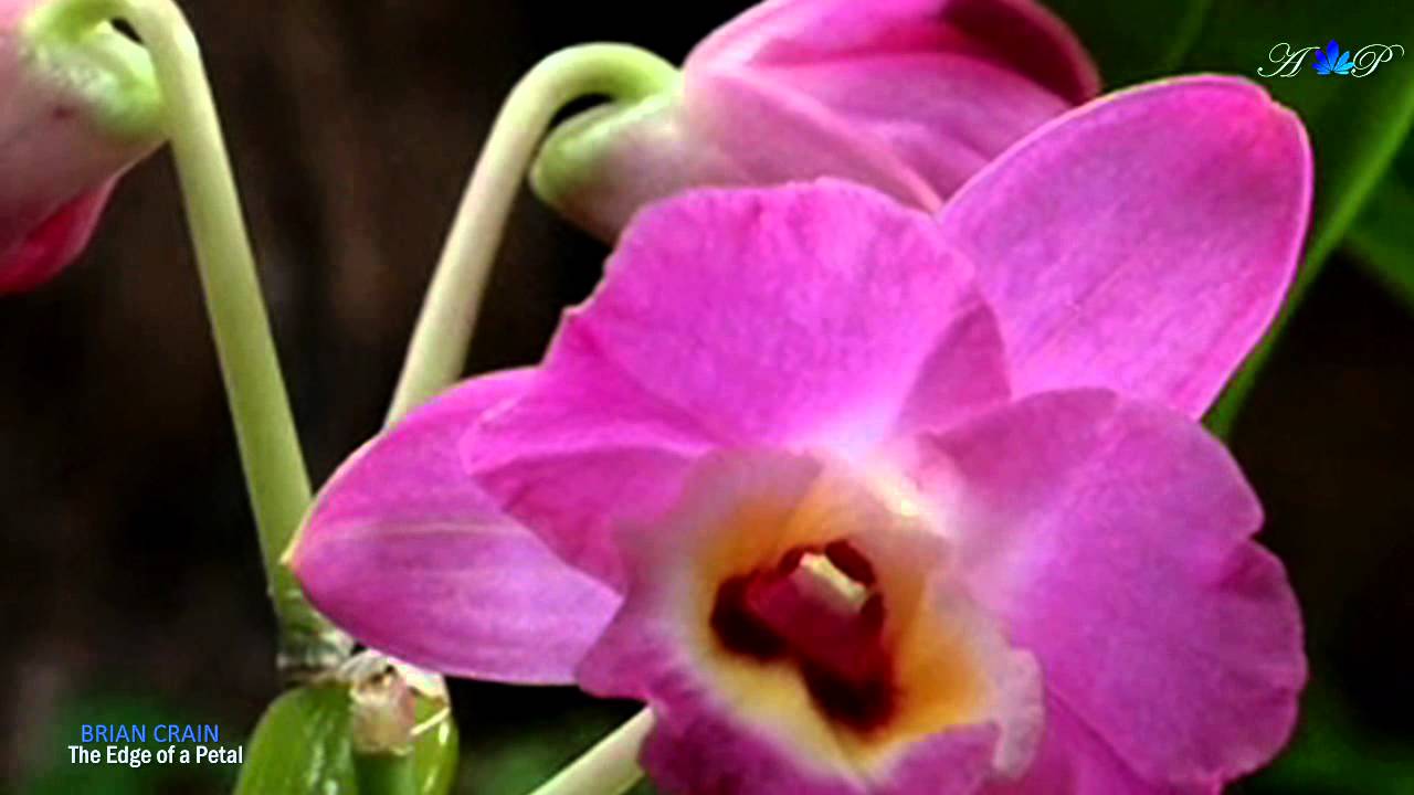 ✿ ♡ ✿ BRIAN CRAIN - The Edge of a Petal (relaxing, soothing piano music) - YouTube