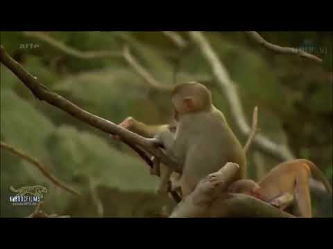 Tuần 27 - Môn tiếng việt lớp 2 - Bài ôn tập giữa học kỳ 2