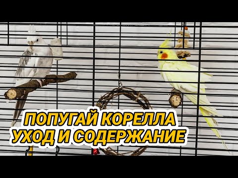 Видео: Попугай корелла – уход и содержание в домашних условиях