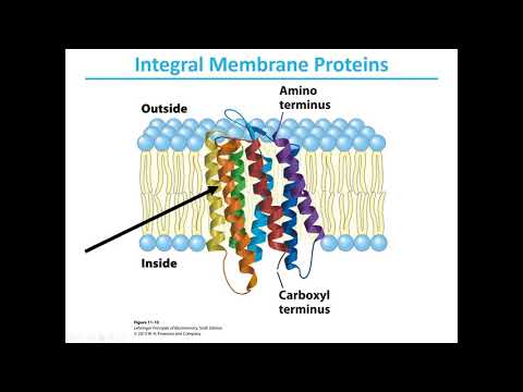 Biochemistry - Lehninger Chapter 11 Membranes