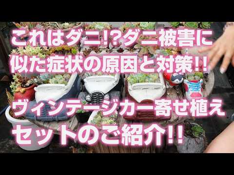 美人魚多肉植物の育て方：初心者でも失敗しない5つのコツ