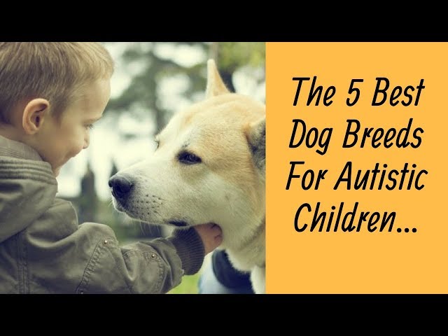 Best Dog Breeds For Autistic Children