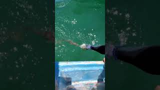Strategic Fishing Technique Utilizes a Callus Casing