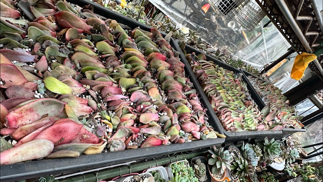 Update po sa ating mga leaf propagation❤️