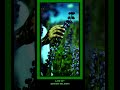 Los D+ // Green (Bloom) #lofi #bedroommusic #music #guitar #chillmusicGreen Bloom