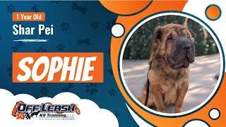 1 YEAR OLD SHAR PEI ' Sophie ' | FRESNO DOG TRAINER | 2 WK BOARD AND TRAIN