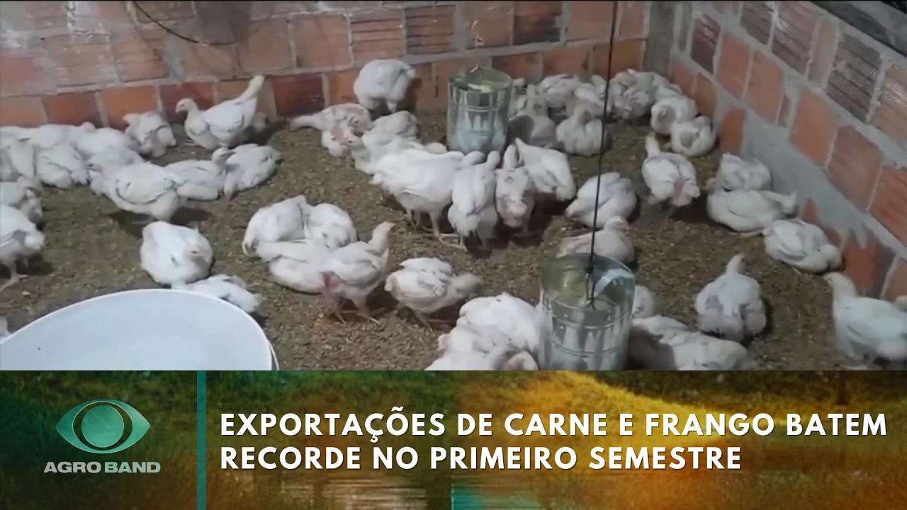 Giro Brasil: exportações de carne e frango batem recorde no primeiro semestre