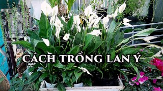 Cách Trồng Lan Ý - Peace Lily Care