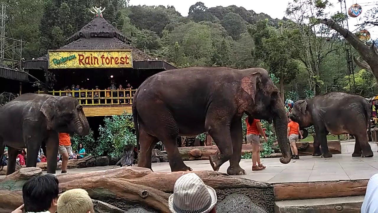 taman safari bali gajah