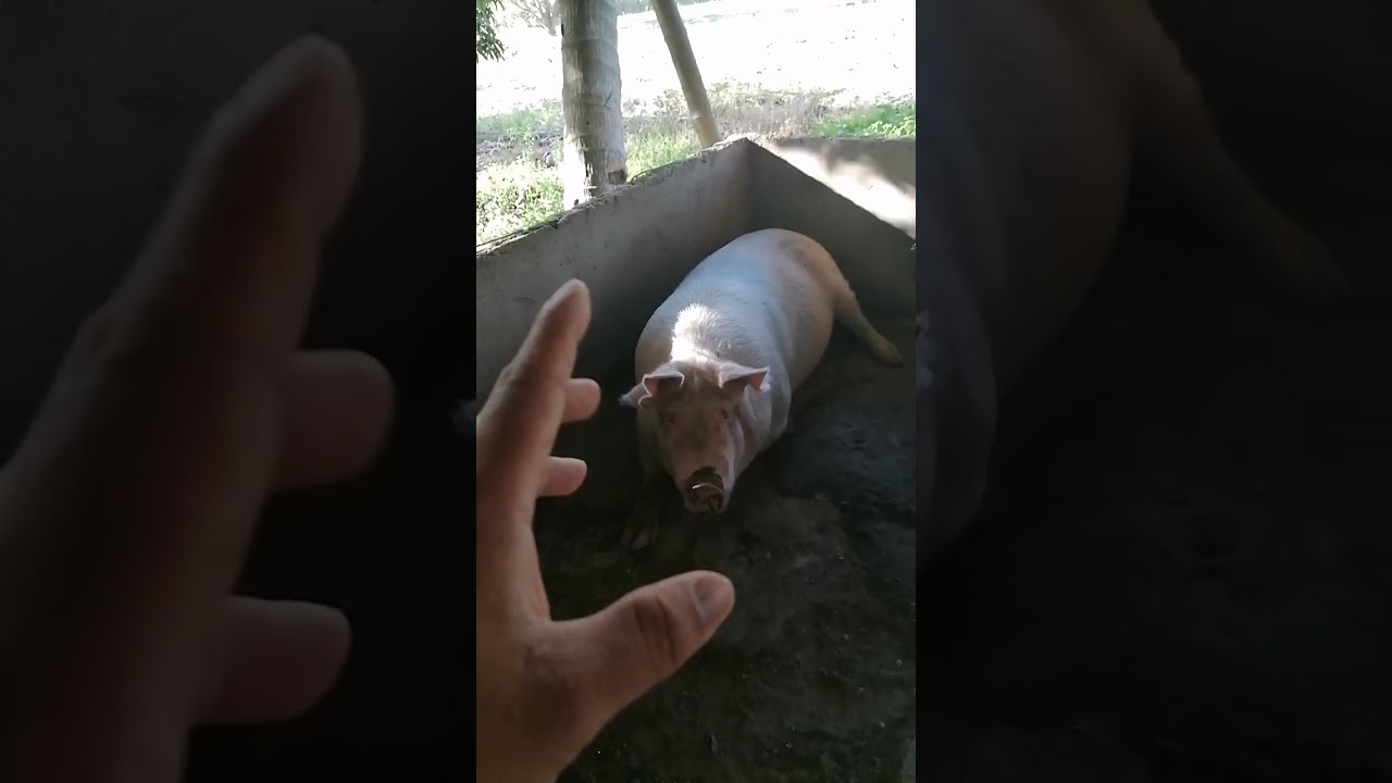 Update sa mini backyard. March 4,2026 #backyardfarming #agriculture #sirjaythefarmer