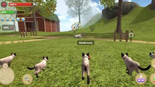 Cat Simulator #64- Android Gameplay