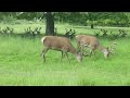 Bushy Park London