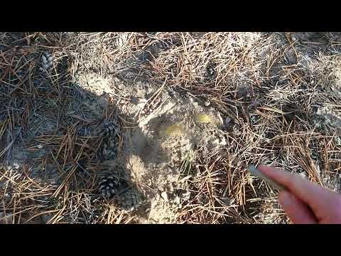 Как собирать грибы зеленушки
