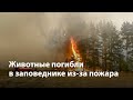 В Воронежской области в заповеднике из-за пожара погибли животные