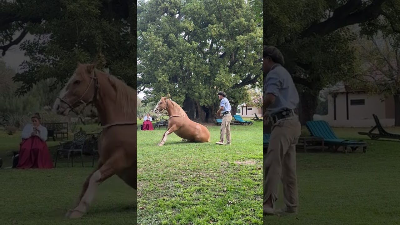 Cowboy Gives Horse A Sports Massage