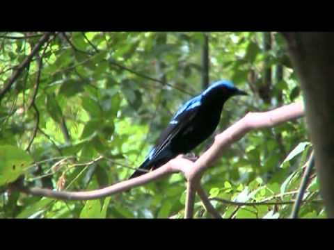 นกเขียวคราม(Asian Fairy Bluebird) 