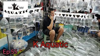 K Aquatic​ 🐟 Ep.55