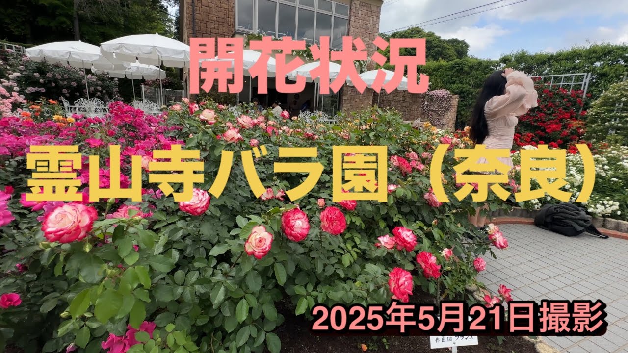 霊山 寺 バラ 園 開花 状況
