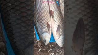 rahu fishing 🎣🎣 #fishing #carpfish #fish #fishingvideo