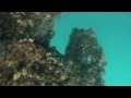 Spearfishing the oil rigs off of Mississippi 2012