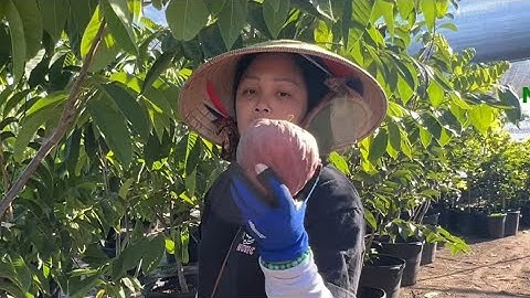 Vina Heart chín rồi cả nhà ơi