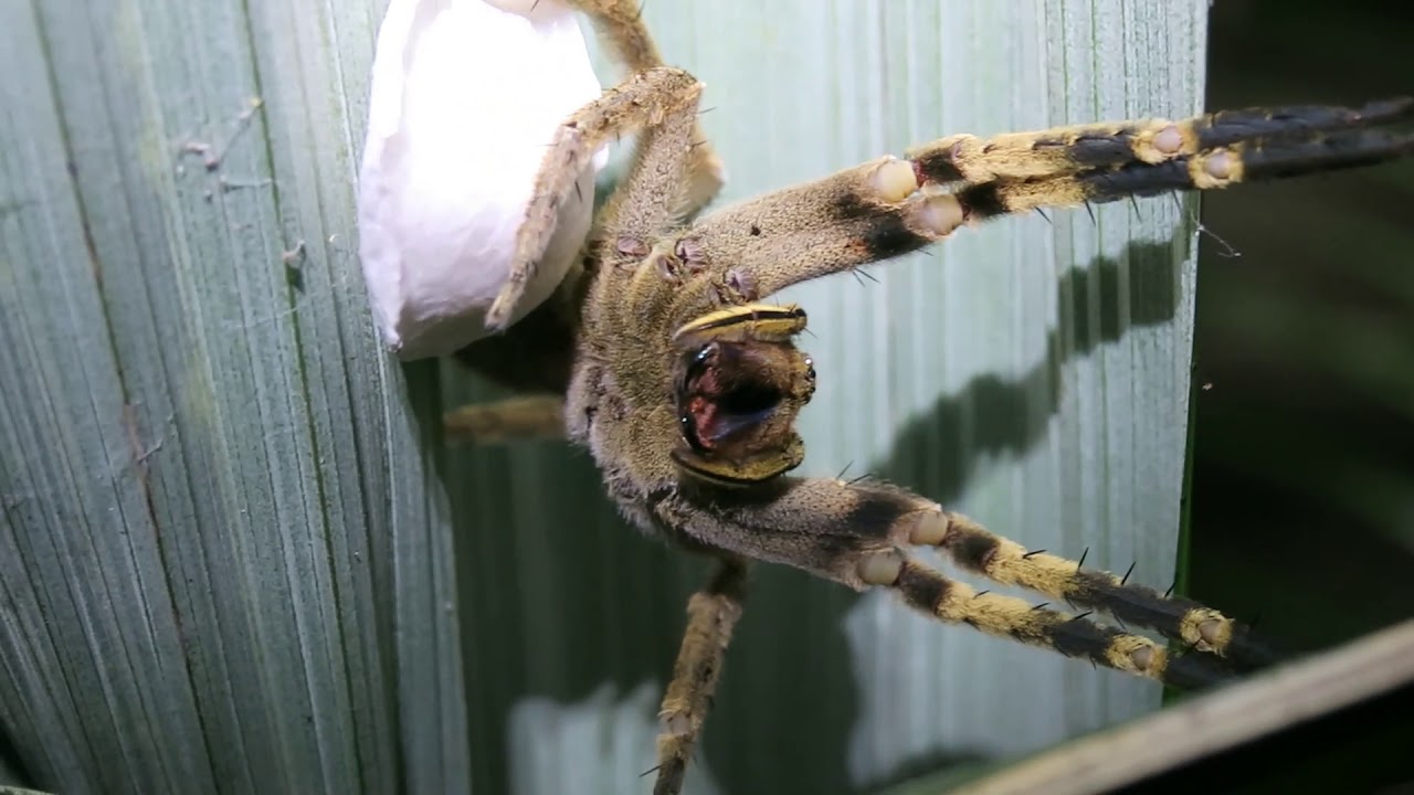 where do brazilian wandering spiders lay their eggs