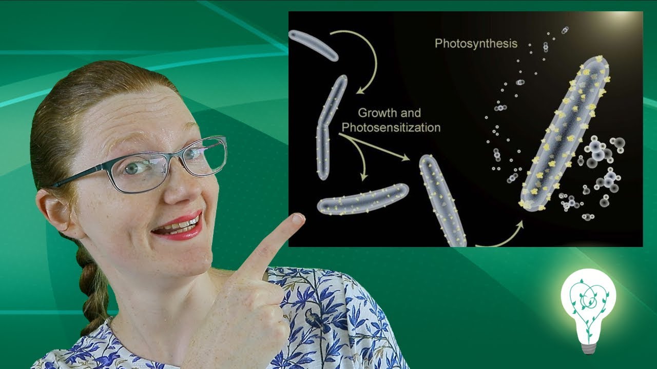 Solar Panels On Bacteria? | BrightSci