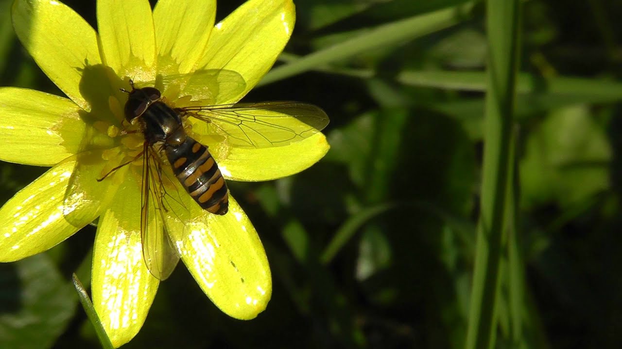 Marmalade Hoverfly