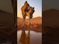 Camel vs Monkey – Realistic Desert Confrontation