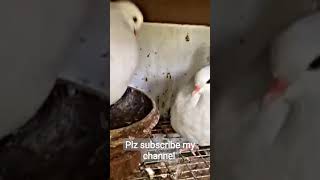 birdslover pigeonlover fancypigeon makkahmadinah trendingshorts viralshorts