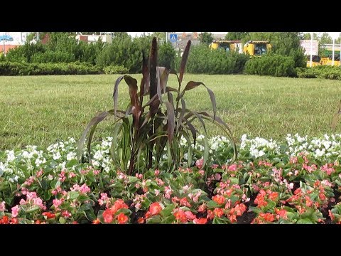 Video: Plēriju dārzu augi - prēriju dārzu audzēšana un kopšana