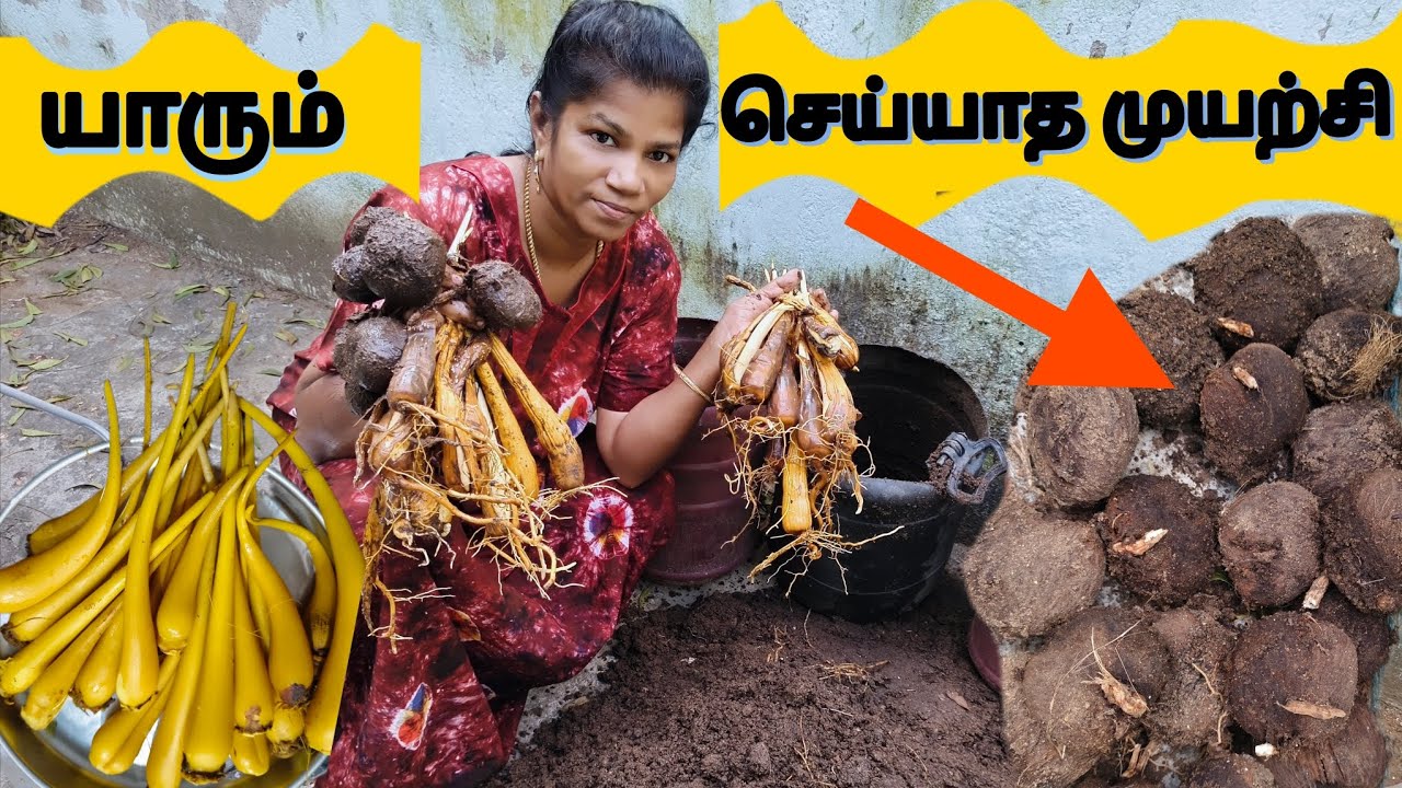 மாடித்தோட்டத்தில் பனங்கிழங்கு அறுவடை! யாரும் செய்யாத அதிசயம்!Palmyra Sprout Harvest on TerraceGarden