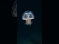 Immortal Jellyfish: The One That Reverses Aging
