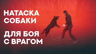 Бой собаки с чужим человеком. Натаска. Fight between human and dog.