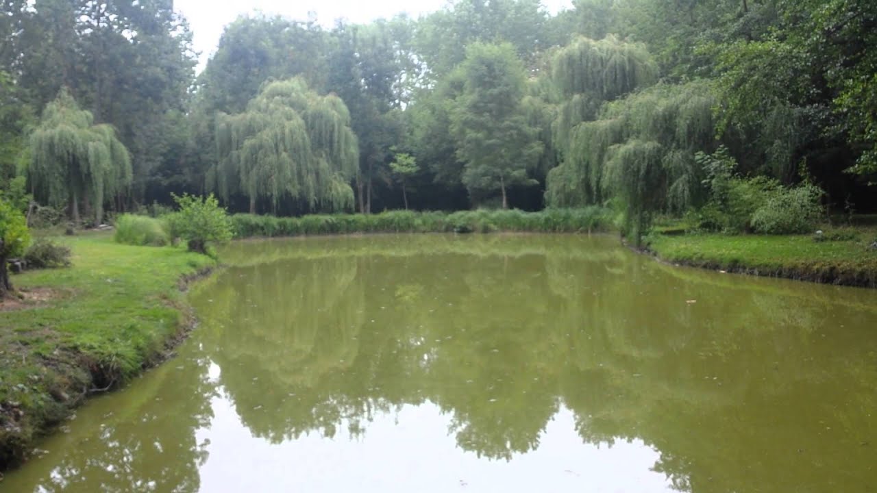Moule d'eau douce - anodonte - freshwater mussels