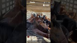Wild Horse Auction Rescue