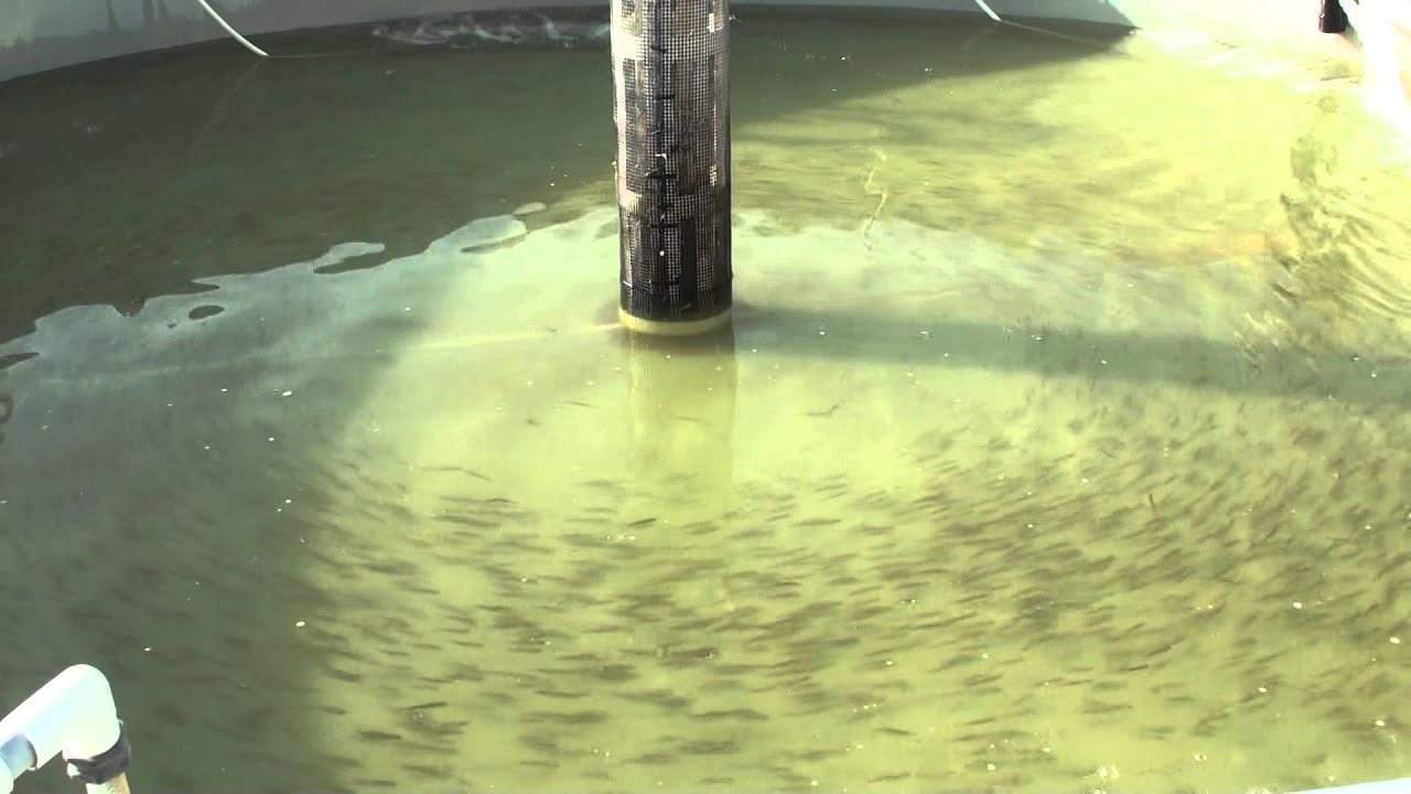 Delta smelt swimming in a 20ft tank
