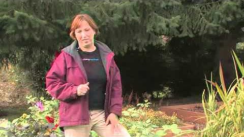 How to Repel Stink Bugs Off of Tomato Plants