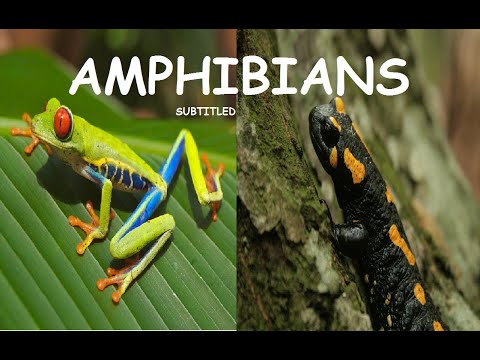 Video: Mga Roundworm Sa Amphibians