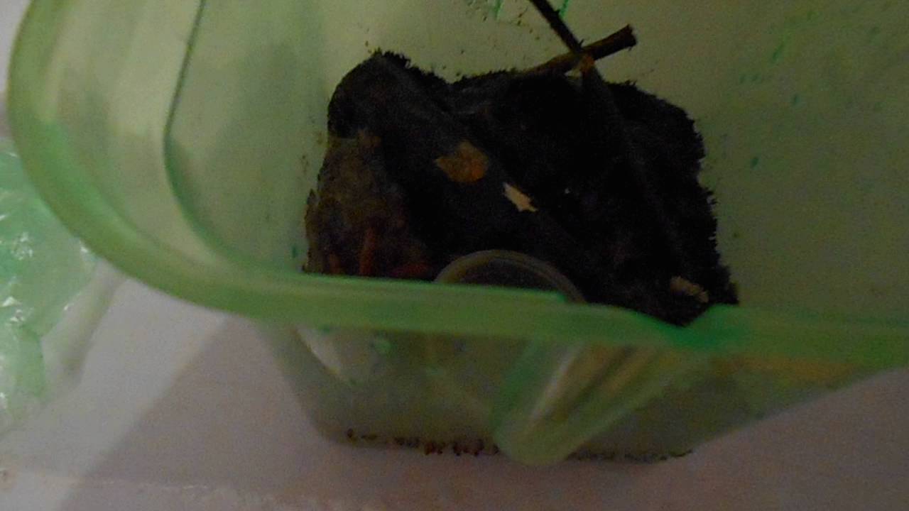 Лирогнатус