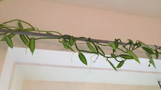 Growing Vanilla in my Home