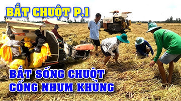 Săn bắt chuột theo máy cắt võ tòng thu phục cống nhum khủng bắt chuột như phim hành động/NGÃ NĂM TV
