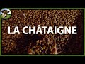 Autonomie alimentaire, le cas de la châtaigne