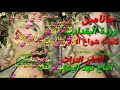 وردة البغدادية جانامين 