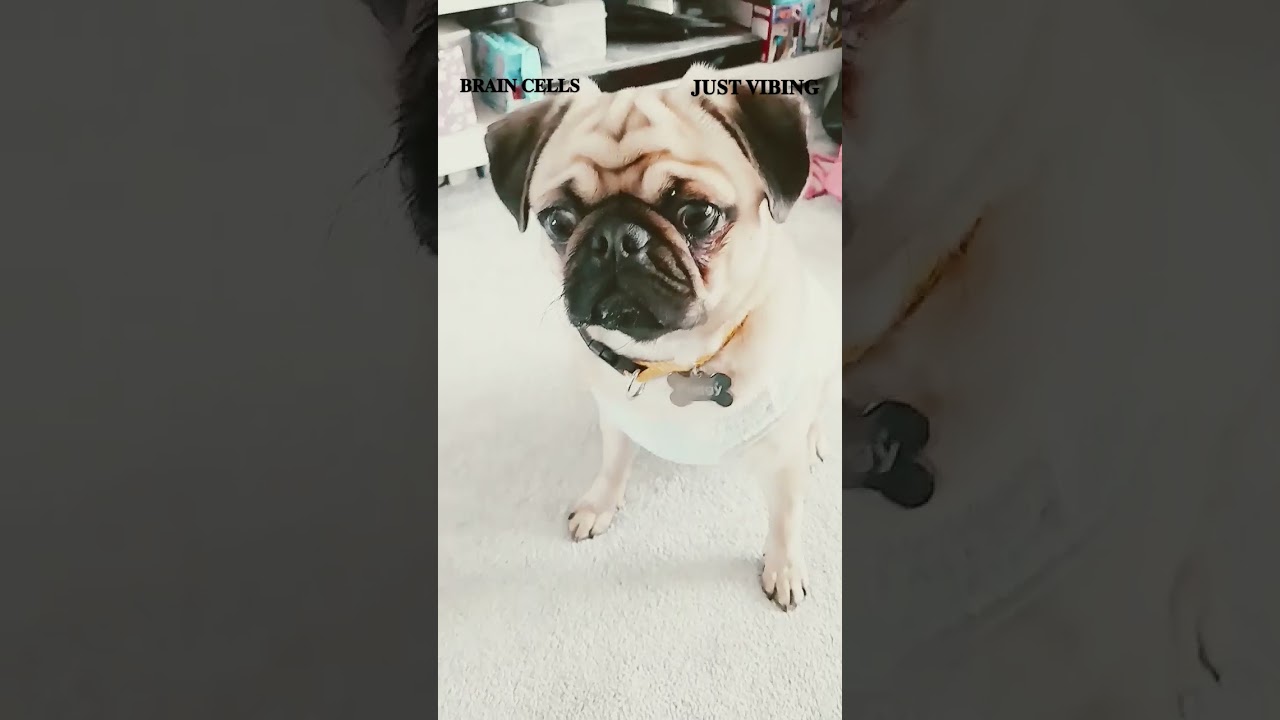 𝐍𝐨 𝐛𝐫𝐚𝐢𝐧𝐬 𝐜𝐞𝐥𝐥𝐬 𝐚𝐠𝐚𝐢𝐧 