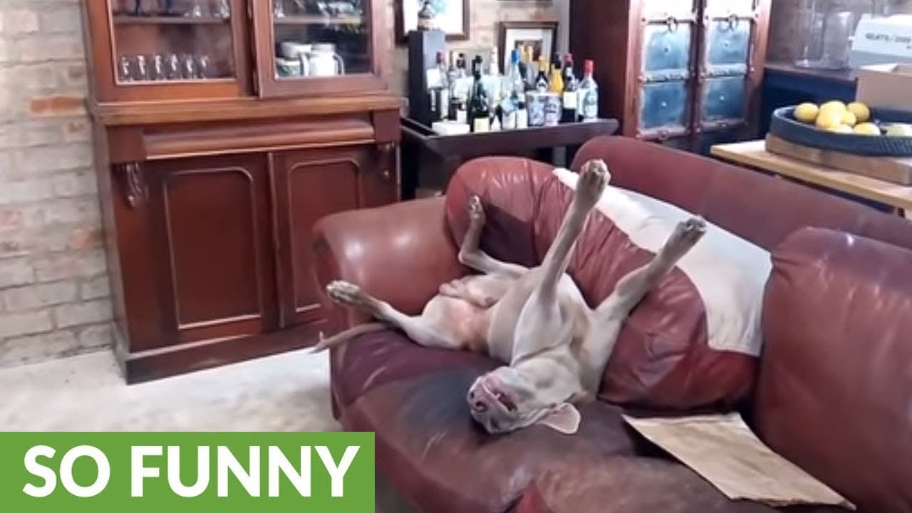 weimaraner sleeping in bed