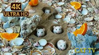 Cat Game: Ultimate 4K Beach Burrow & Seashell Mouse Hunt for Cats! ๐พ๐ญ