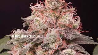 South Africa's Top Cannabis Cultivator?