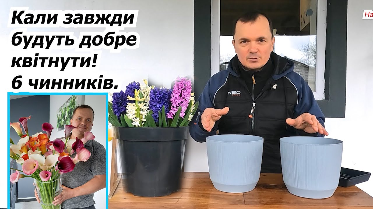 Вирощування кал в горщиках та на клумбі. Квіти, які здивують кожного!